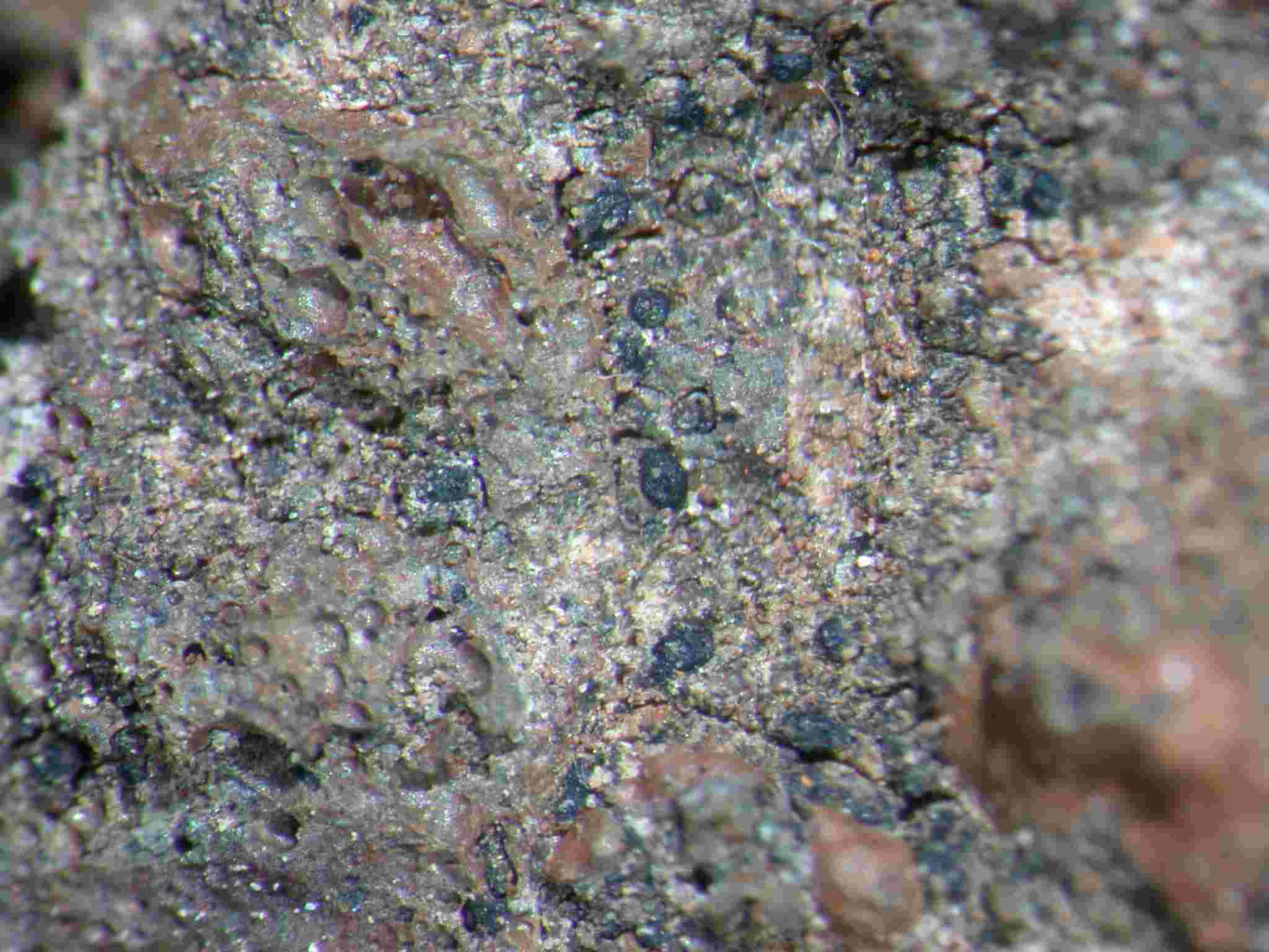 [Collemopsidium caesium]